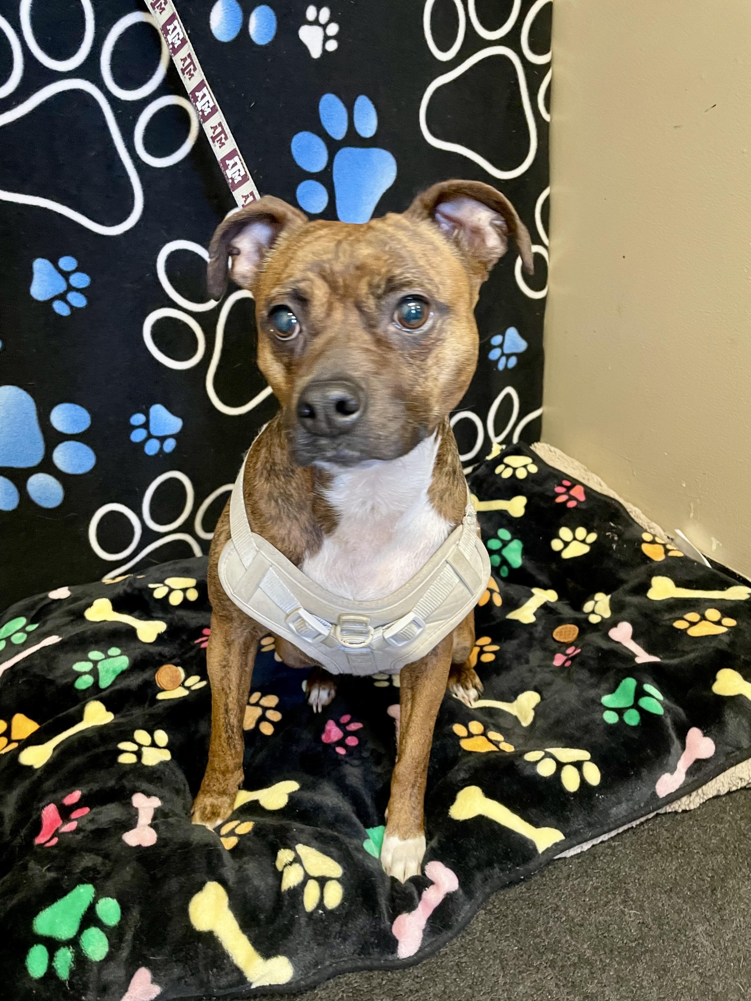 Enlarge Ally, a ADOPTABLE Mixed Breed in Washington Court House, OH image 2/5