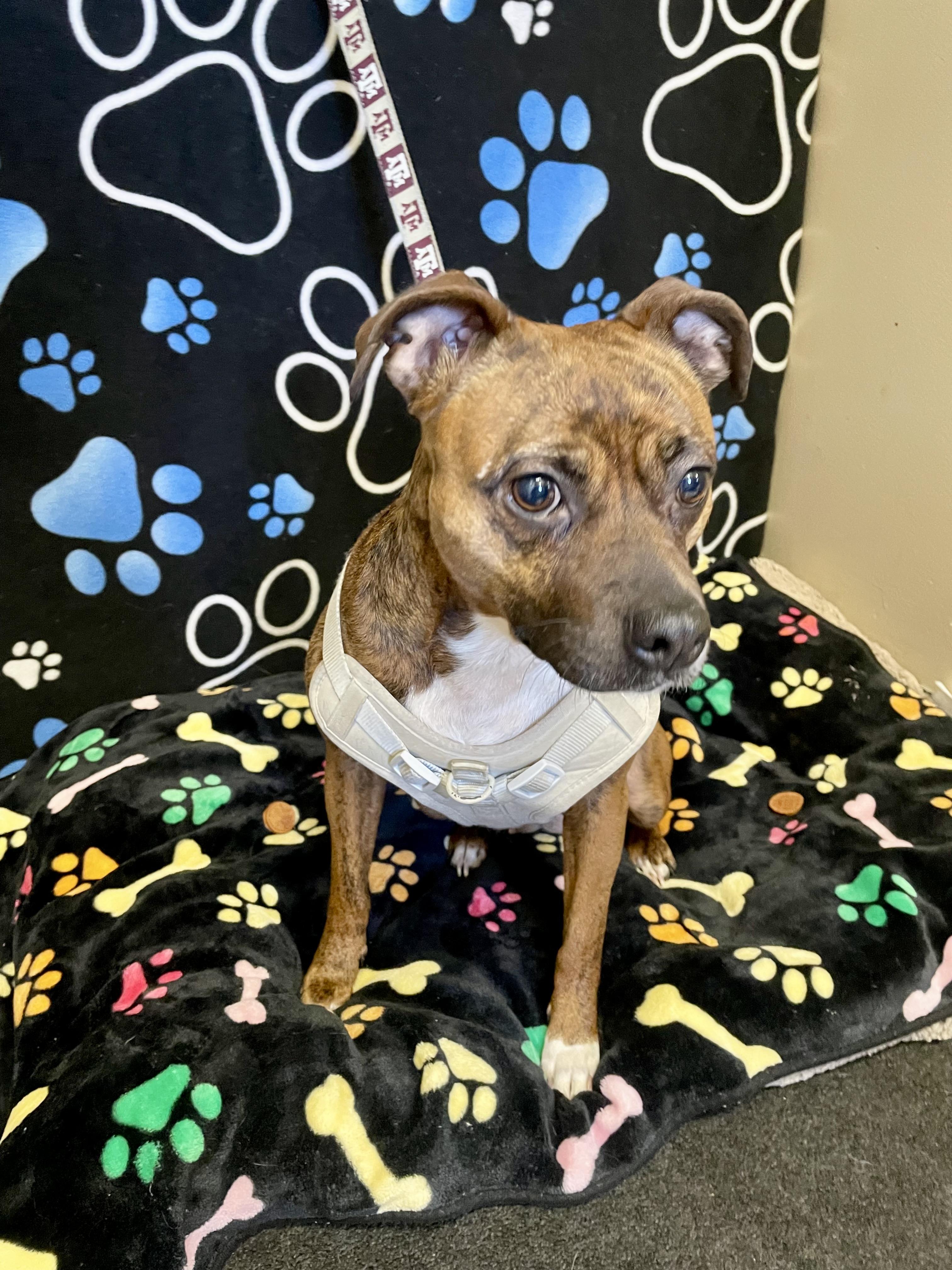 Enlarge Ally, a ADOPTABLE Mixed Breed in Washington Court House, OH image 3/5