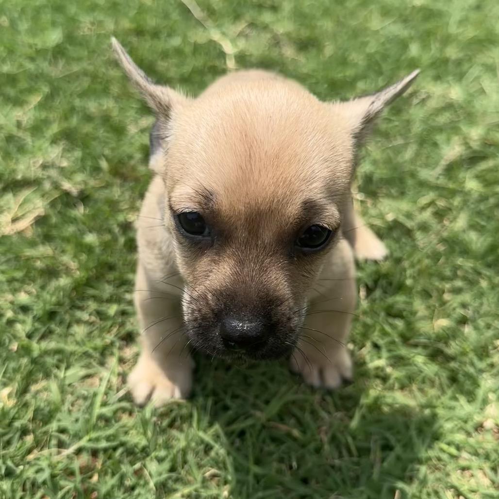 Enlarge Bruiser C-34390, a Adoptable Chihuahua in Oklahoma City, OK image 1/6
