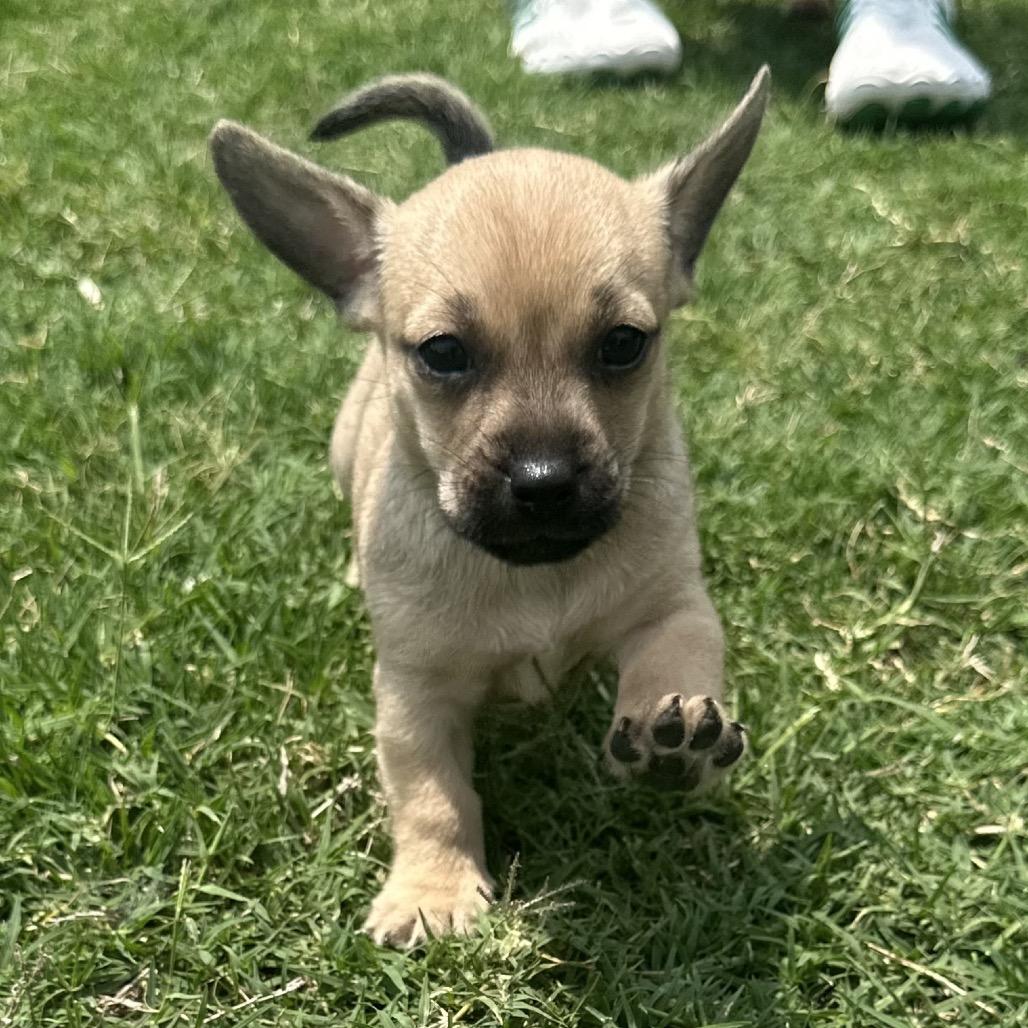 Enlarge Bruiser C-34390, a Adoptable Chihuahua in Oklahoma City, OK image 5/6
