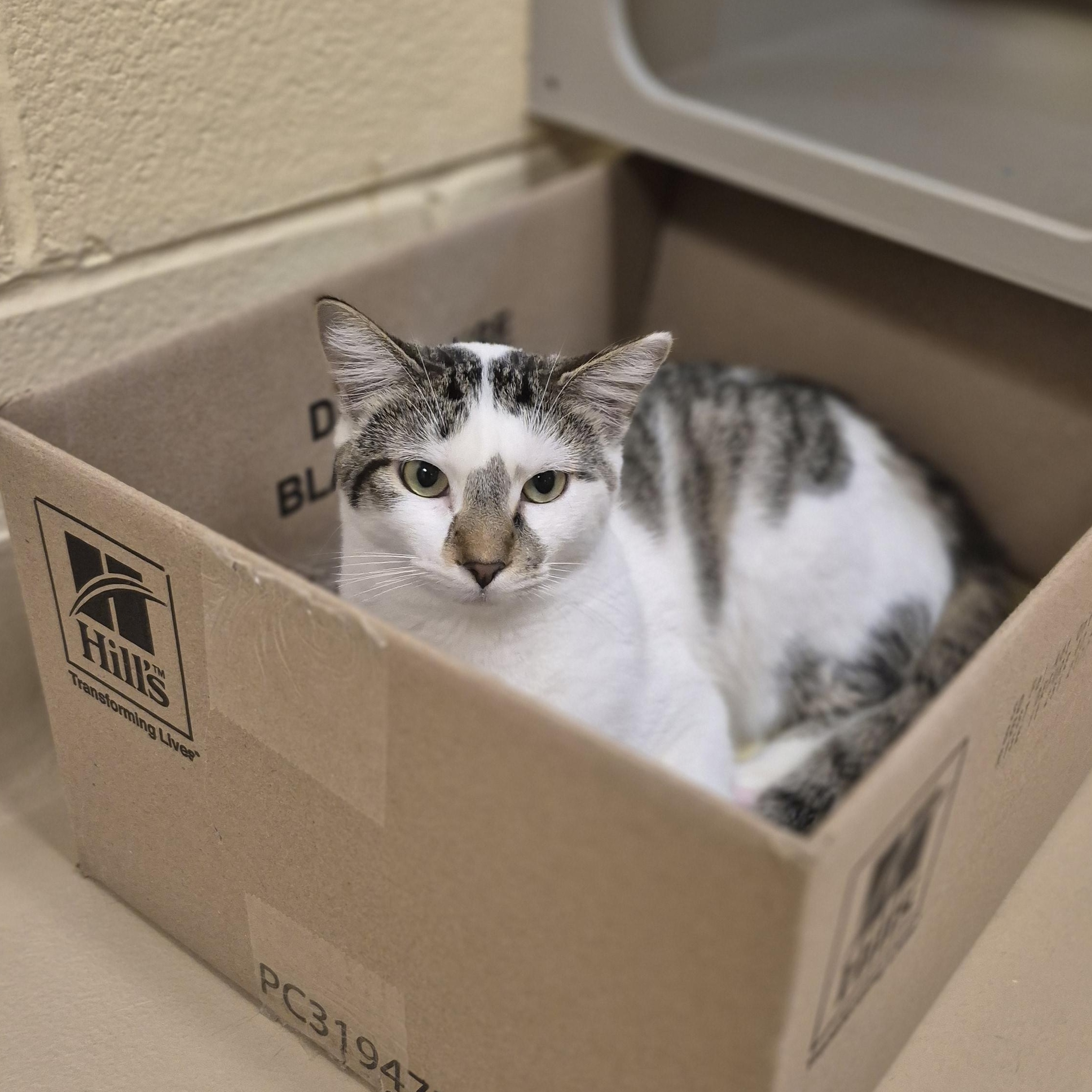 Imogen, a Adoptable Domestic Short Hair in Schertz, TX image 1/2