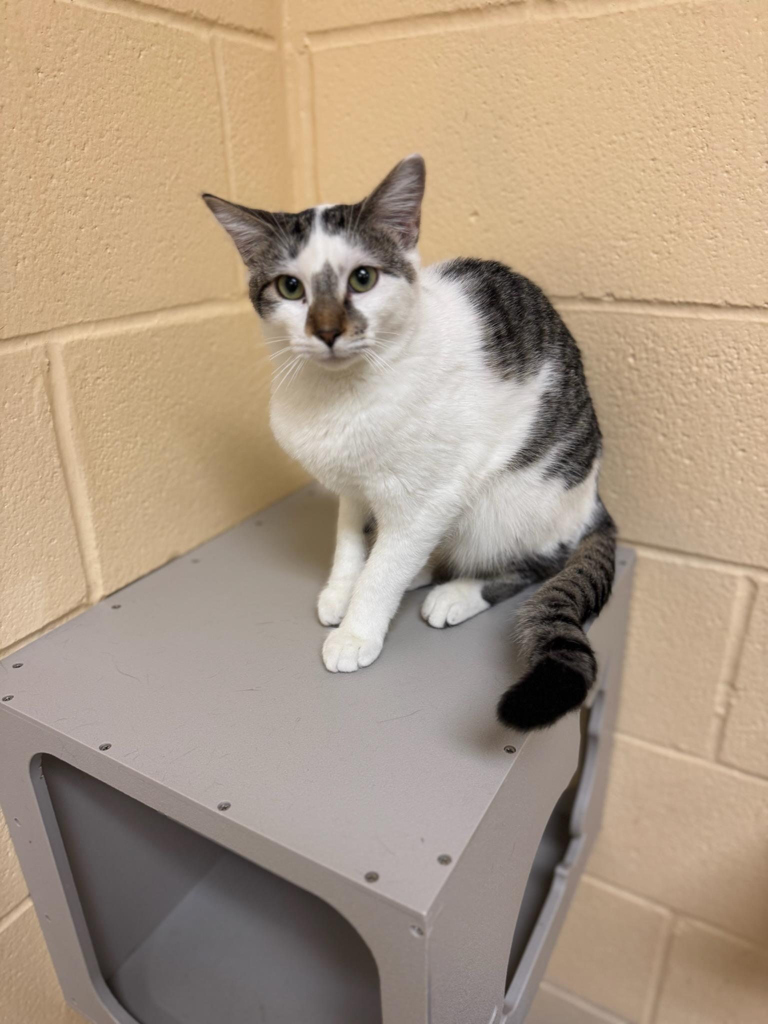 Imogen, Adoptable, Young Female Domestic Short Hair.