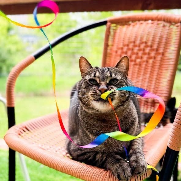 Zephyr, Adoptable, Adult Male Tabby.