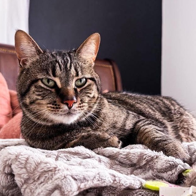 Zephyr, Adoptable, Young Male Tabby.