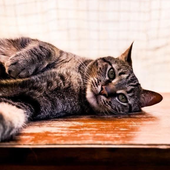 Zephyr, a Adoptable Tabby in Kentwood, MI image 4/6