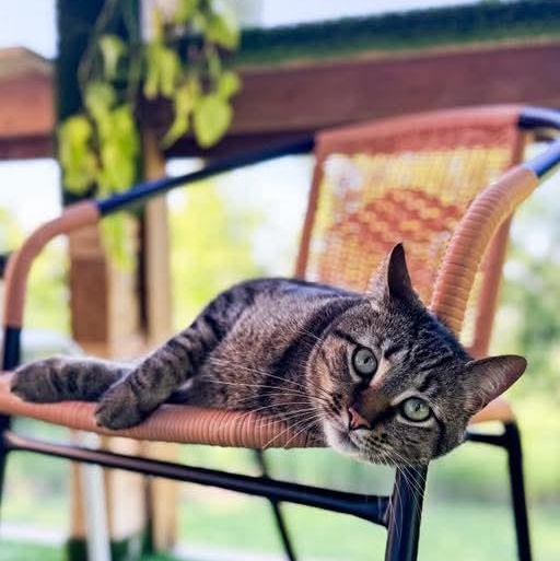 Zephyr, a Adoptable Tabby in Kentwood, MI image 6/6