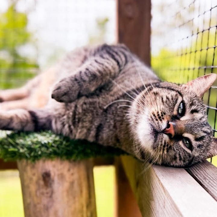 Zephyr, a Adoptable Tabby in Kentwood, MI image 2/6