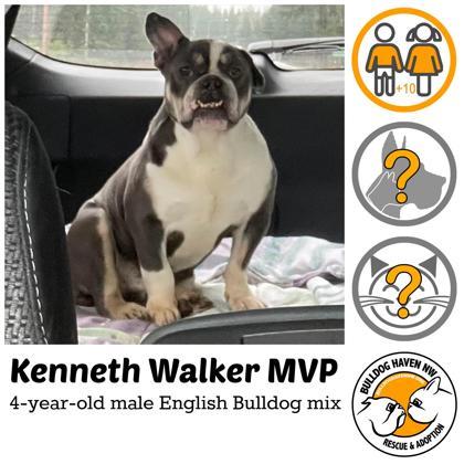 Enlarge KENNETH WALKER, MVP, a ADOPTABLE mixed breed in Bonney Lake, WA image 1/3