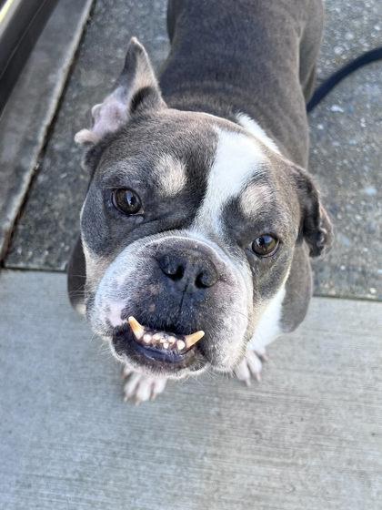 Enlarge KENNETH WALKER, MVP, a ADOPTABLE mixed breed in Bonney Lake, WA image 3/3