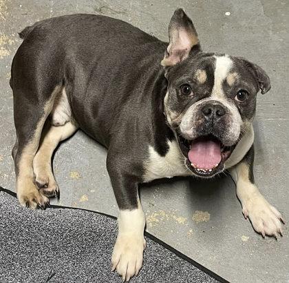 Enlarge KENNETH WALKER, MVP, a ADOPTABLE mixed breed in Bonney Lake, WA image 2/3