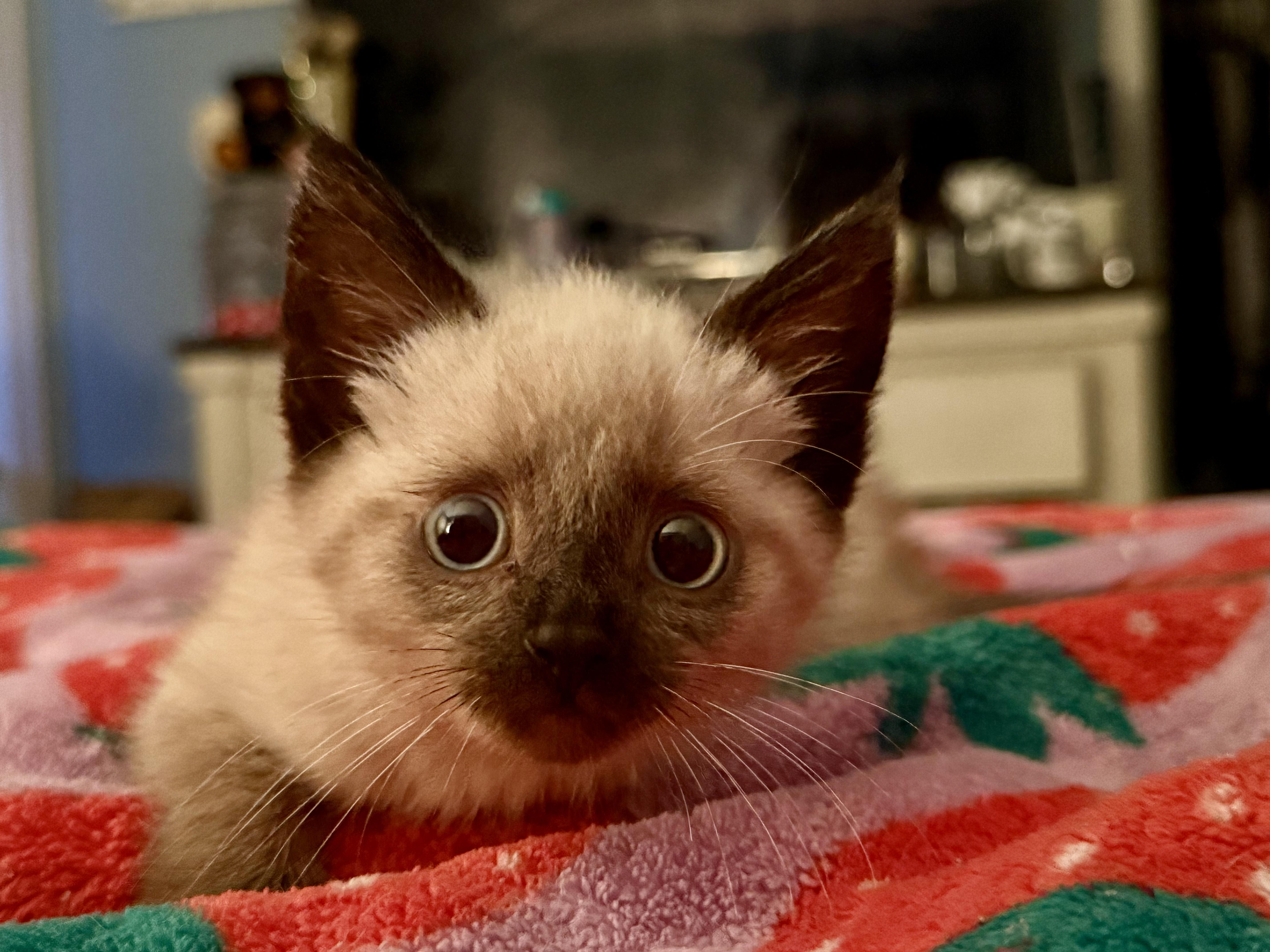 Louis Kuitton, an adopted mixed breed in Berlin, CT image 3/3