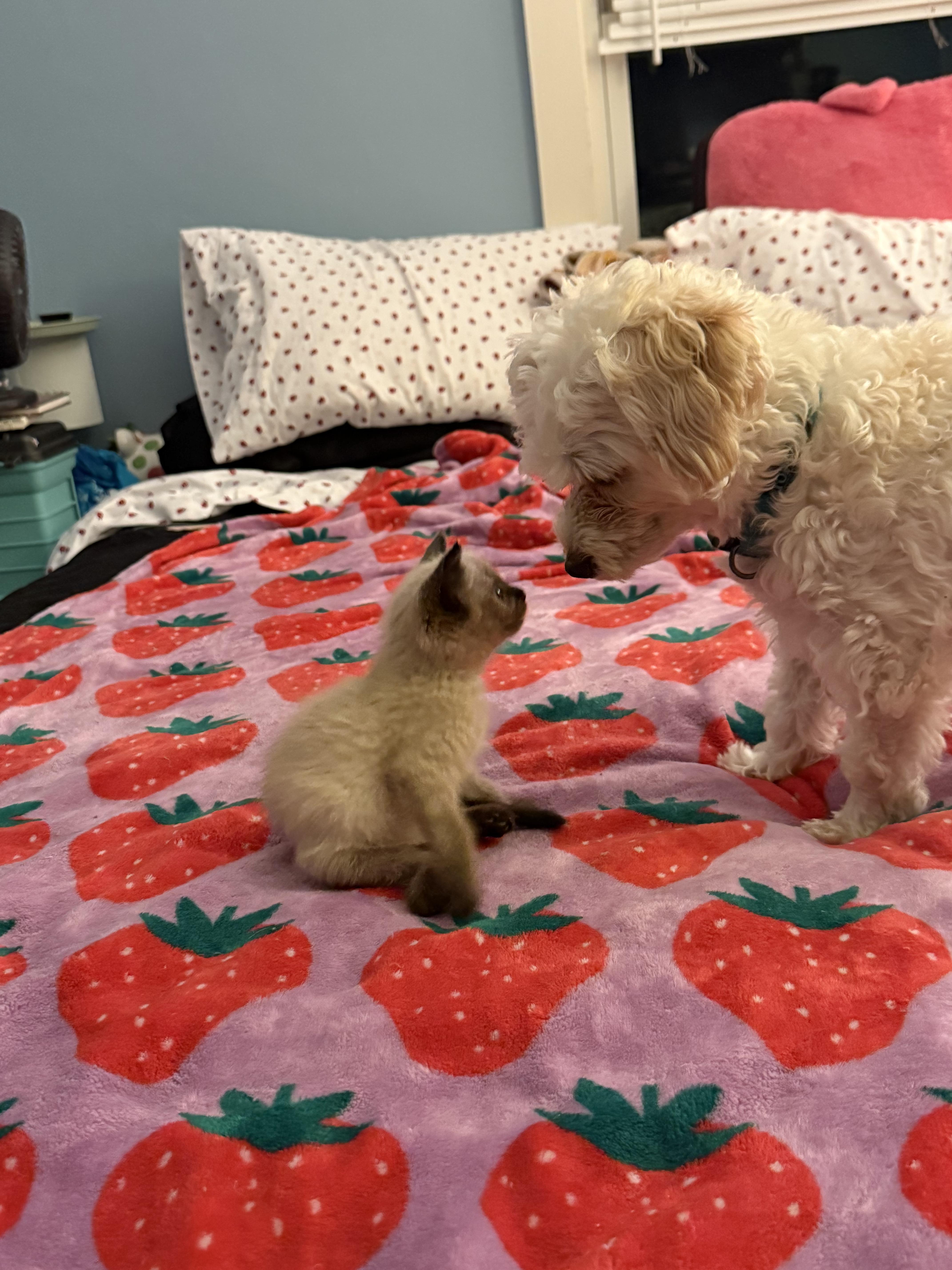 Louis Kuitton, an adopted mixed breed in Berlin, CT image 2/3