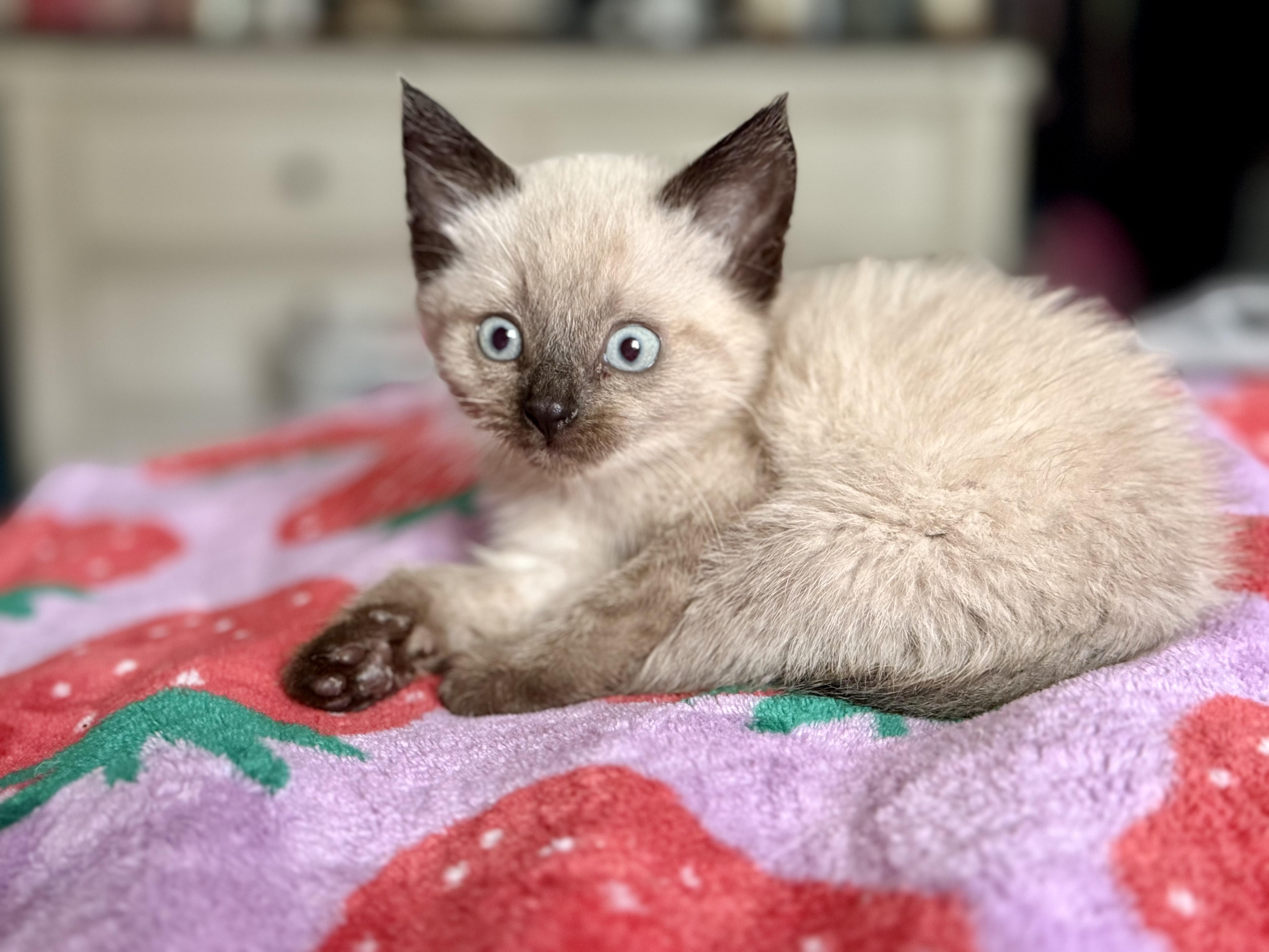 Louis Kuitton, adopted, Kitten Male Siamese & Tabby.