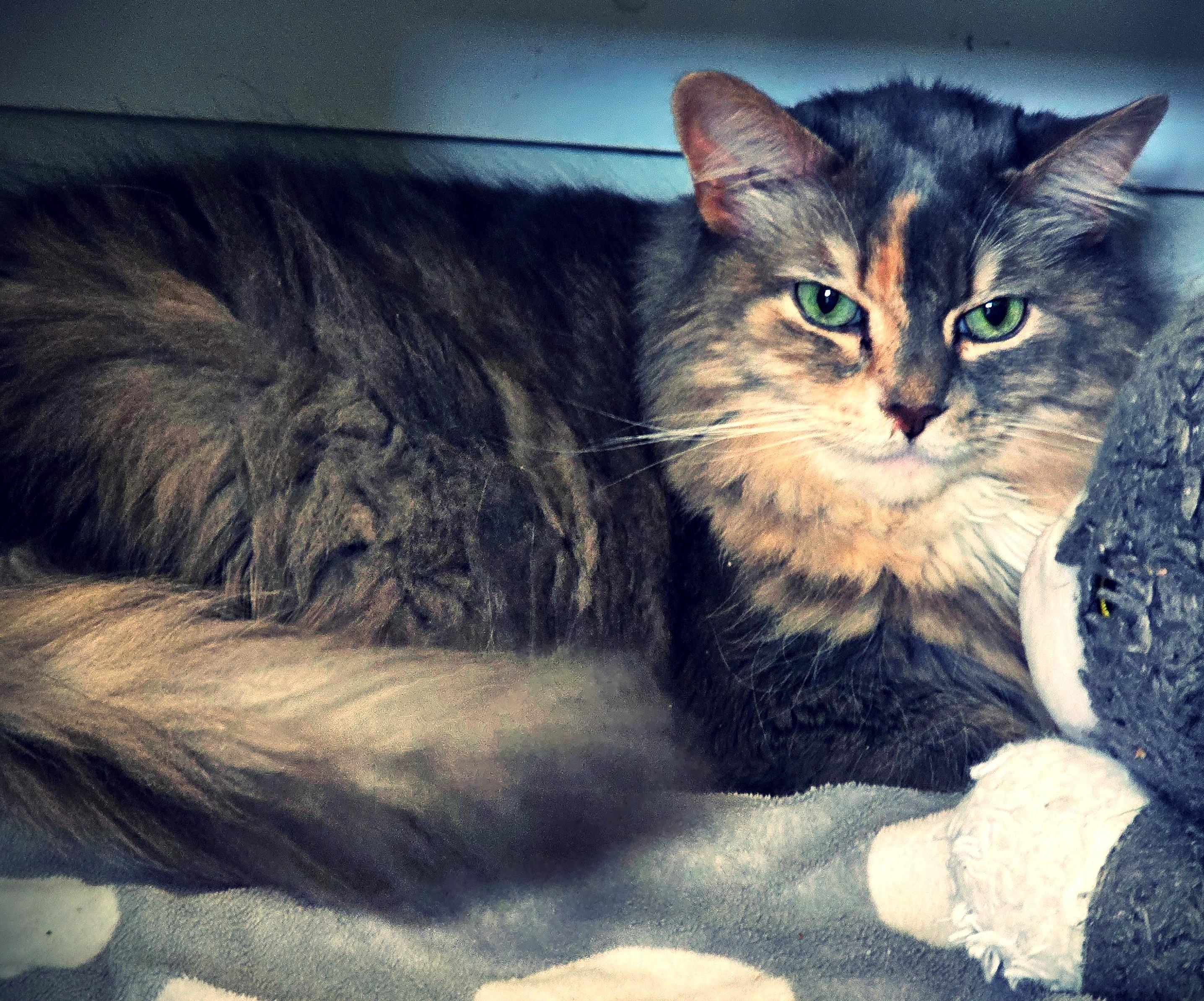 Enlarge Mable: Snuggle Bug!, a ADOPTABLE Maine Coon in Newport, WA image 2/6