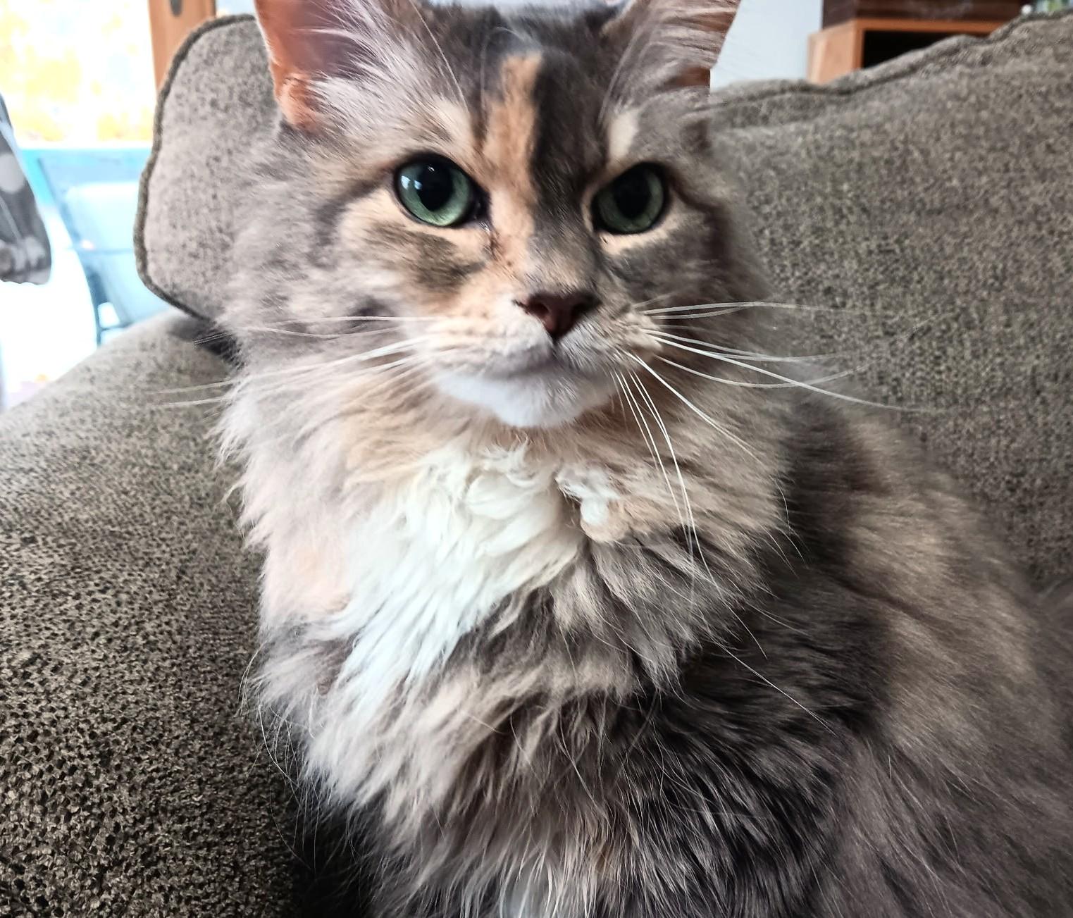 Enlarge Mable: Snuggle Bug!, a ADOPTABLE Maine Coon in Newport, WA image 3/6