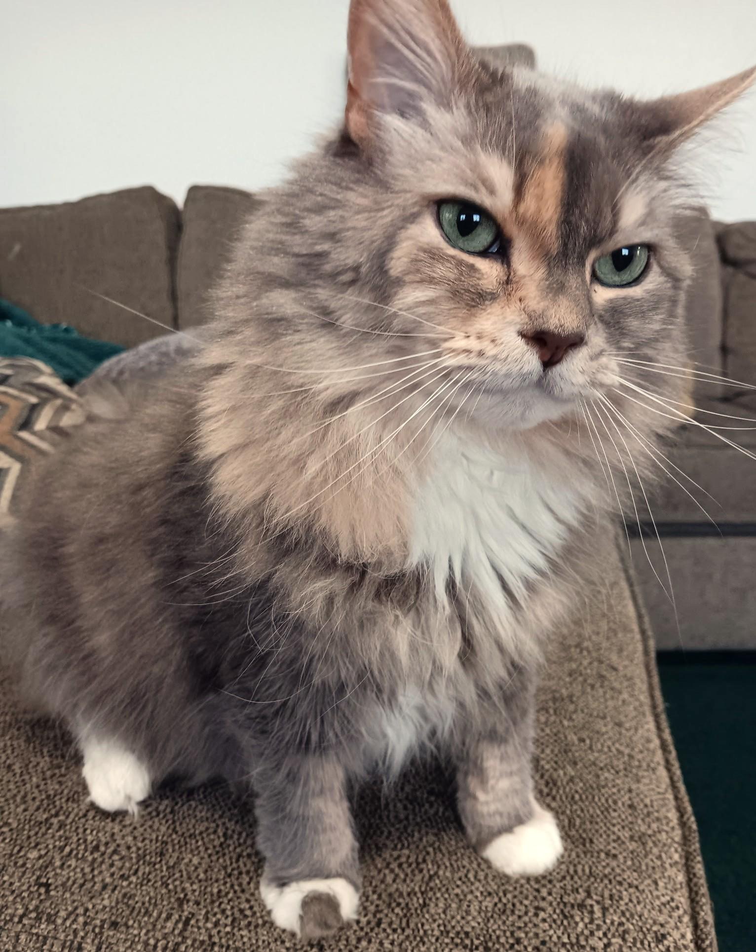 Enlarge Mable: Snuggle Bug!, a ADOPTABLE Maine Coon in Newport, WA image 4/6