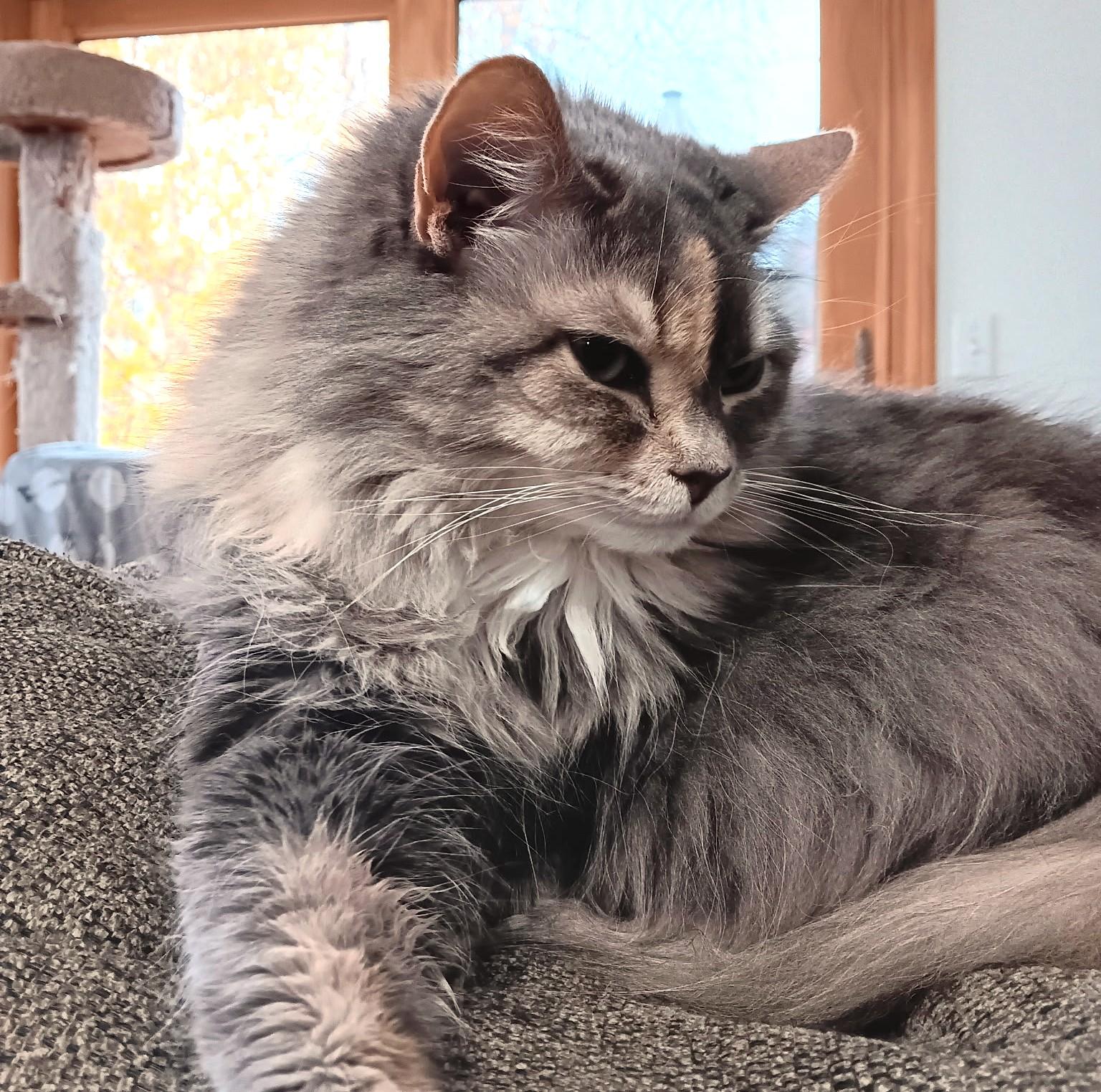 Enlarge Mable: Snuggle Bug!, a ADOPTABLE Maine Coon in Newport, WA image 5/6
