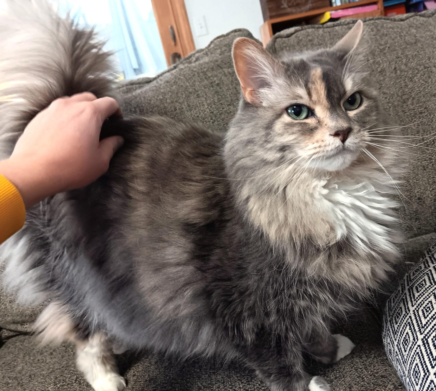 Mable: Snuggle Bug!, ADOPTABLE, Adult Female Maine Coon.