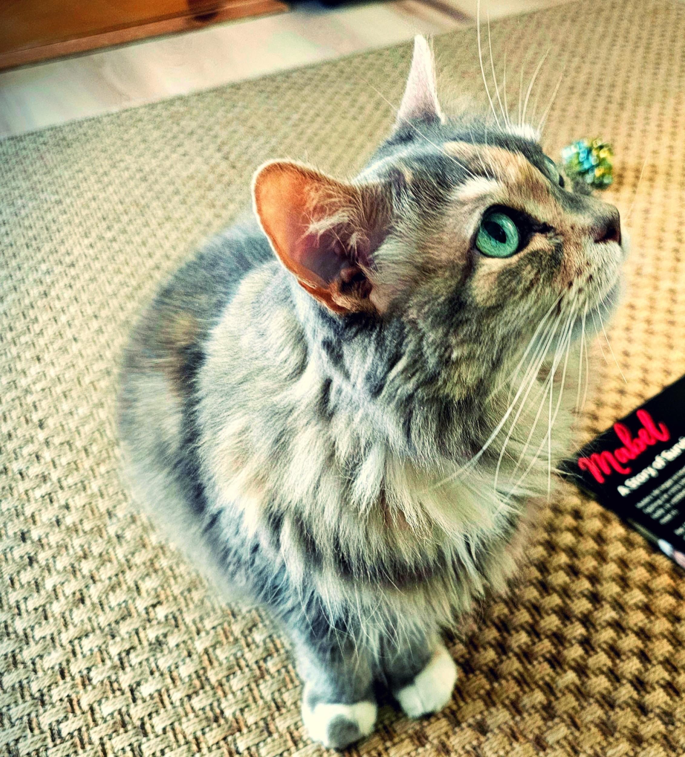 Enlarge Mable: Snuggle Bug!, a ADOPTABLE Maine Coon in Newport, WA image 6/6