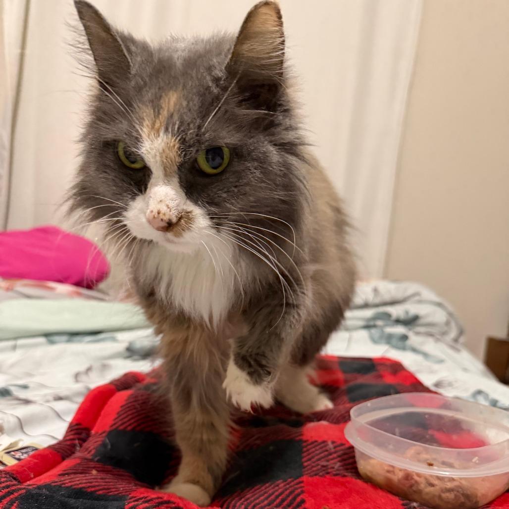 Mouse, a Adoptable Domestic Long Hair in Waukesha, WI image 1/4