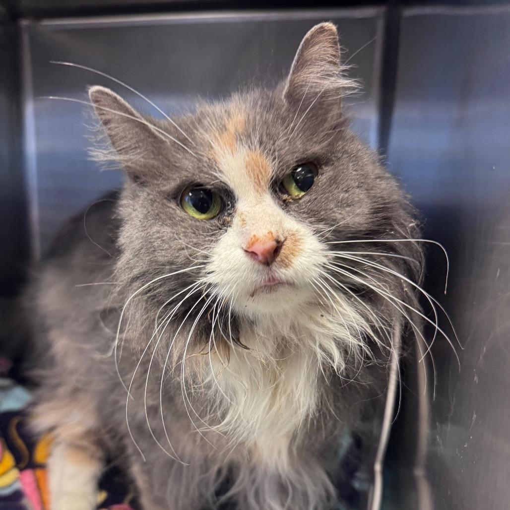 Mouse, a Adoptable Domestic Long Hair in Waukesha, WI image 2/4