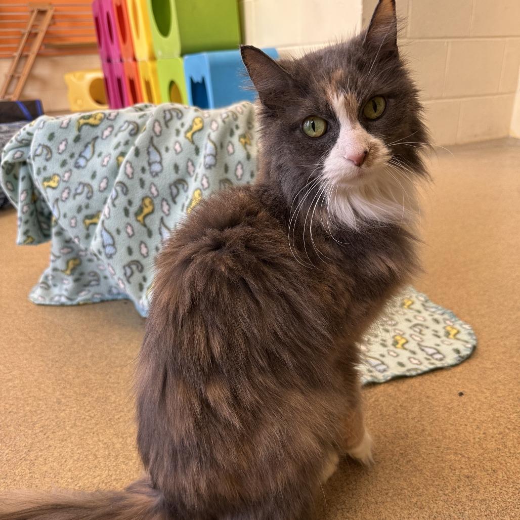 Mouse — thumbnail 2