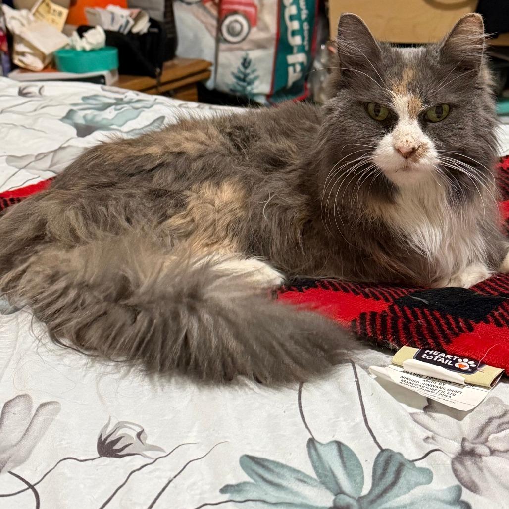 Mouse, a Adoptable Domestic Long Hair in Waukesha, WI image 3/4