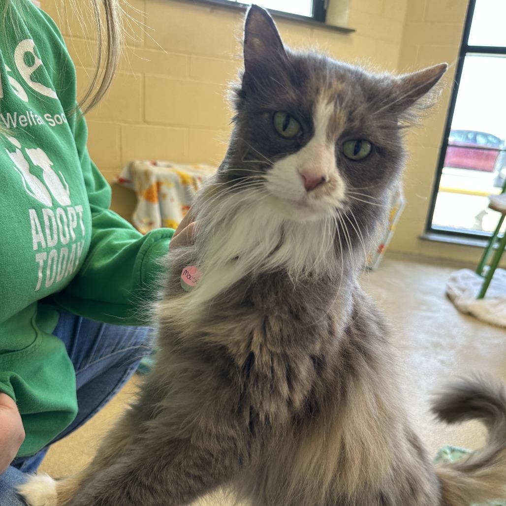 Mouse — thumbnail 4