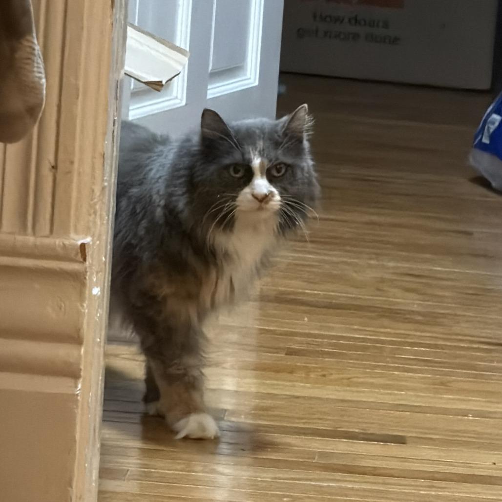 Mouse, a Adoptable Domestic Long Hair in Waukesha, WI image 4/4