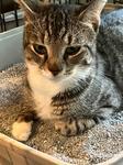 Sasha, Adoptable, Adult Female Domestic Short Hair.