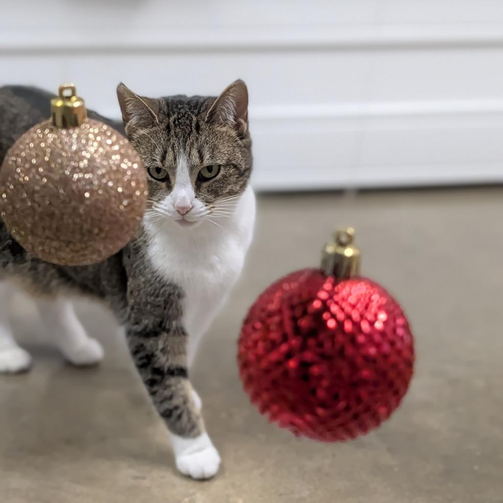 Shirley, Adoptable, Adult Female Domestic Short Hair.