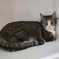 Enlarge Shirley, a Adoptable mixed breed in Jasper, IN image 2/6