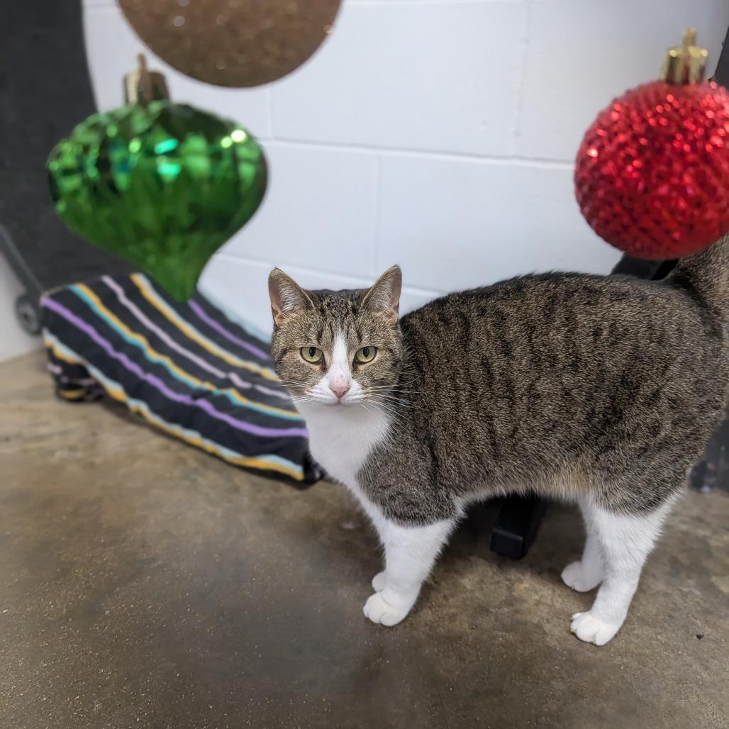 Enlarge Shirley, a Adoptable mixed breed in Jasper, IN image 3/6