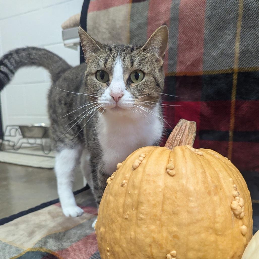 Enlarge Shirley, a Adoptable mixed breed in Jasper, IN image 4/6