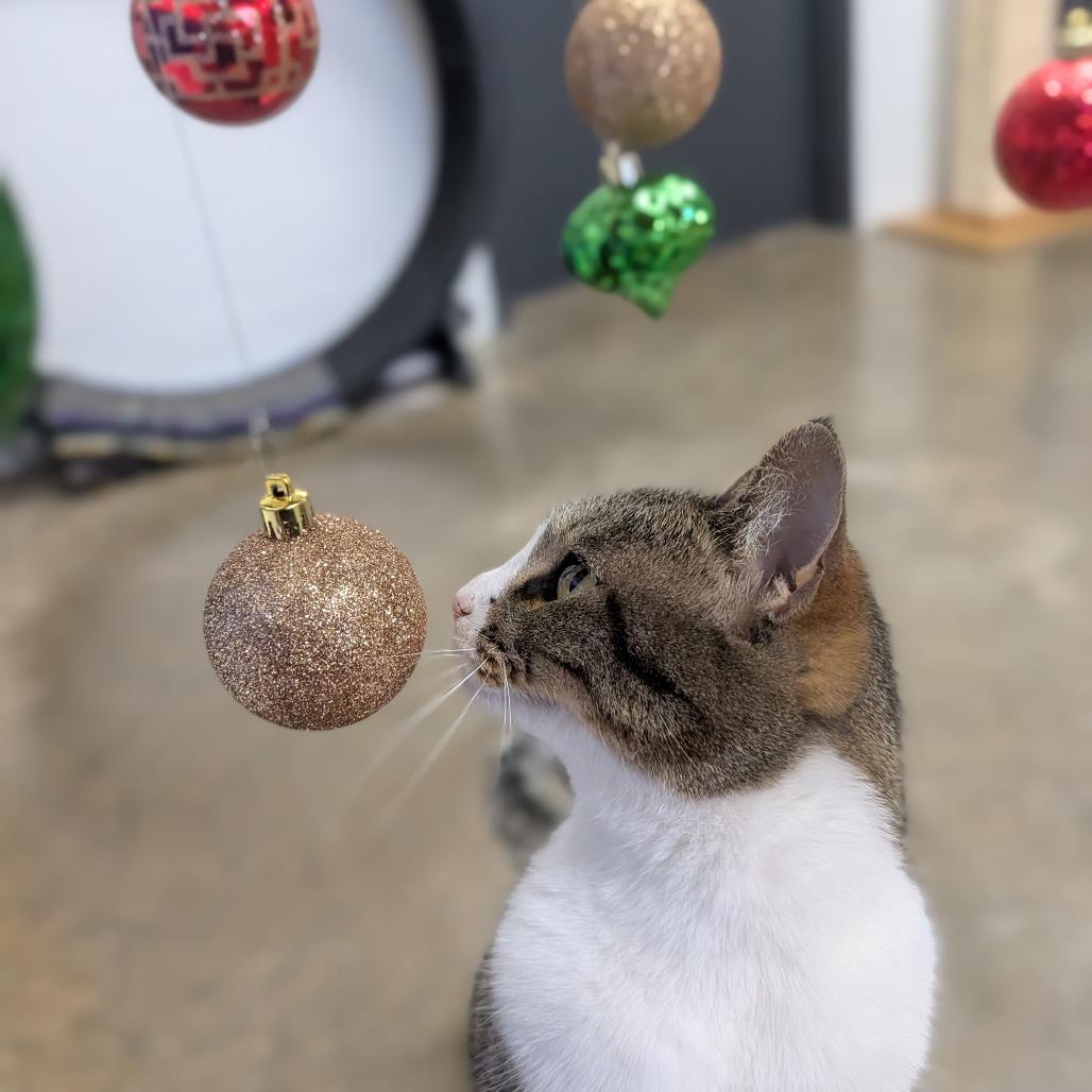 Enlarge Shirley, a Adoptable mixed breed in Jasper, IN image 5/6