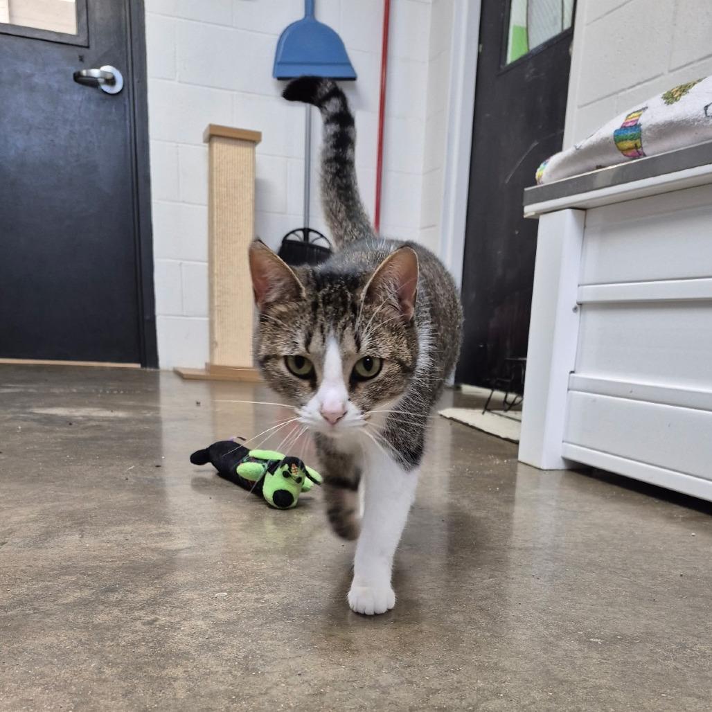 Enlarge Shirley, a Adoptable mixed breed in Jasper, IN image 6/6