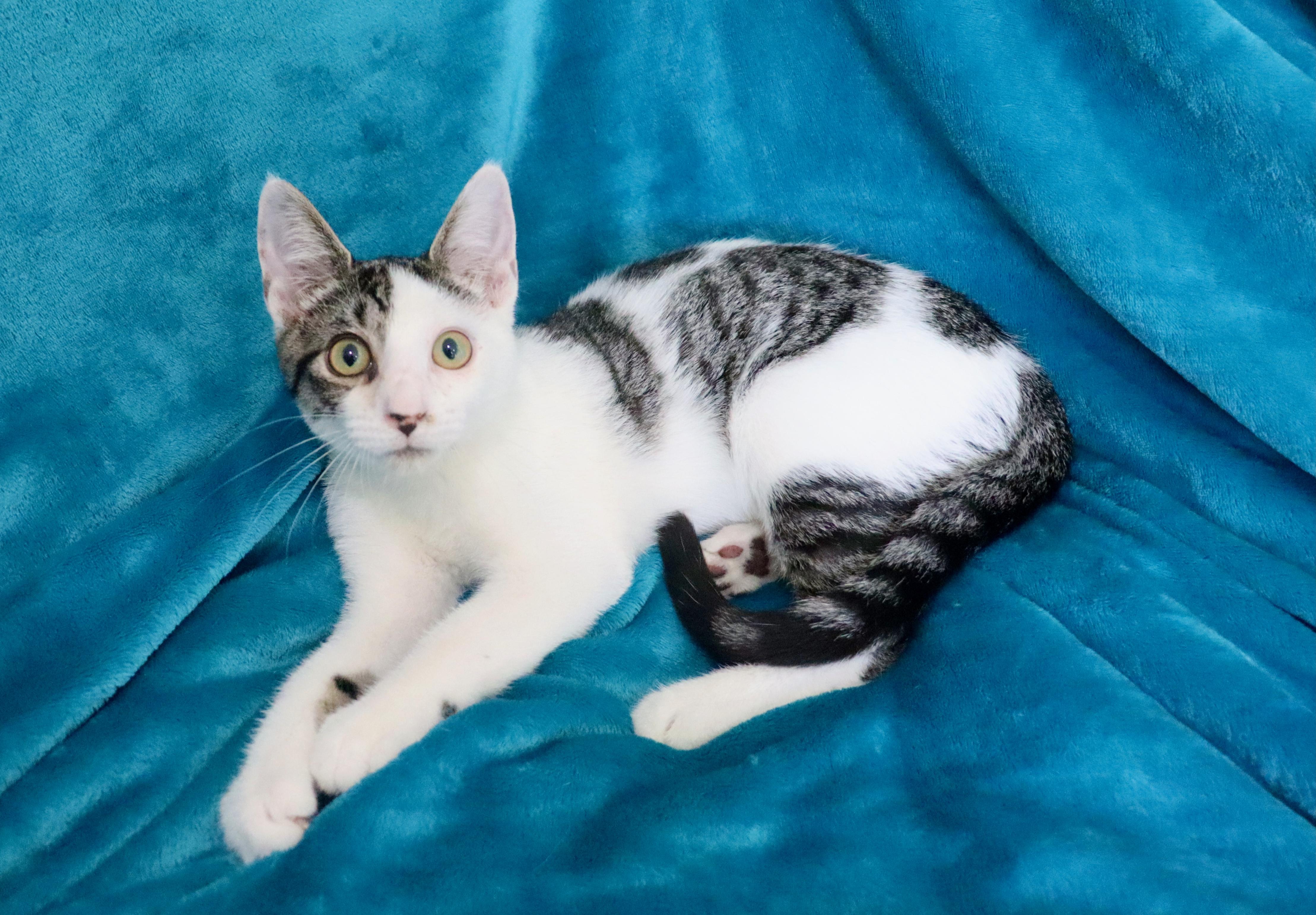 Enlarge Grizzly, a Adoptable mixed breed in Saint Augustine, FL image 3/6