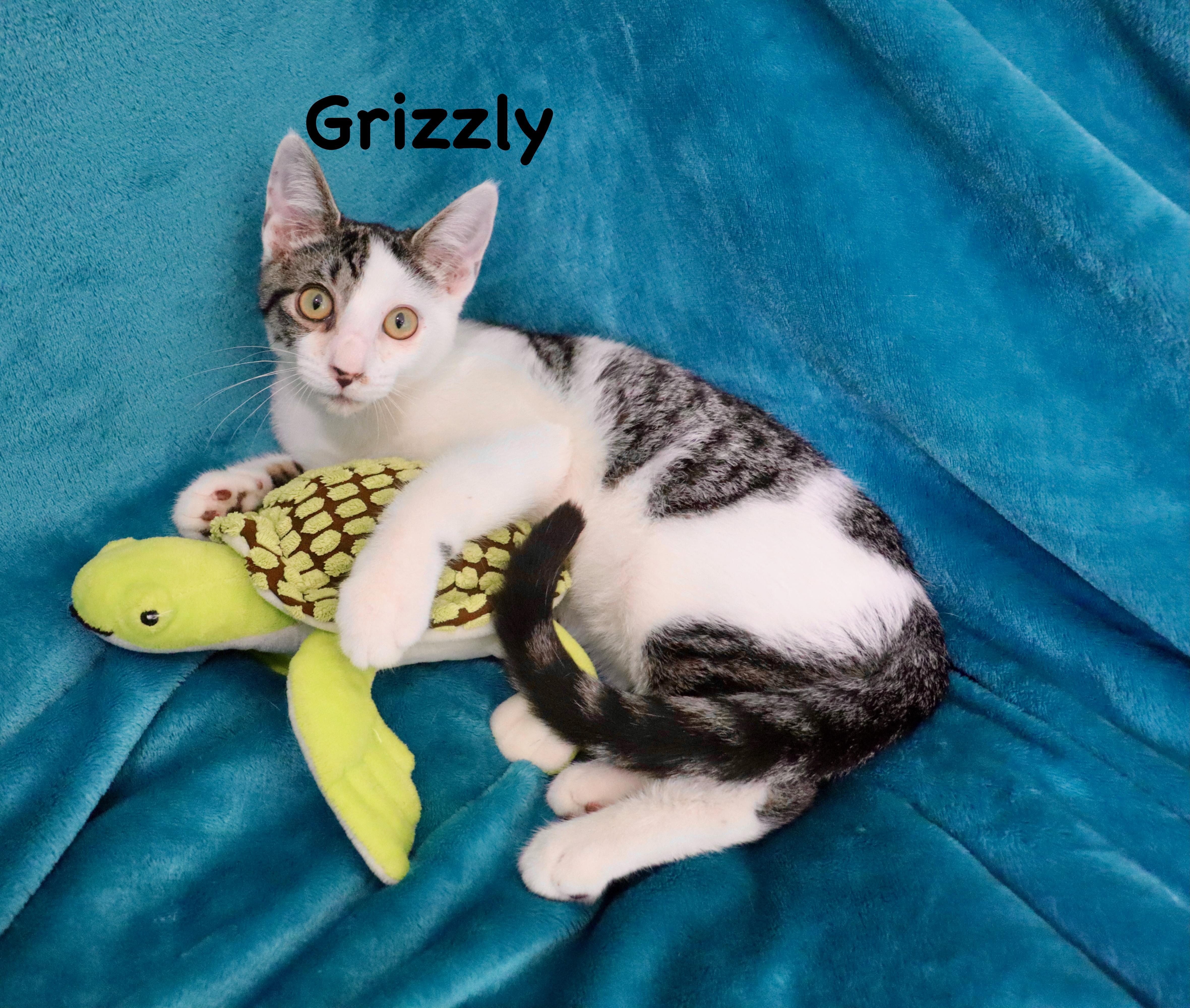 Enlarge Grizzly, a Adoptable mixed breed in Saint Augustine, FL image 1/6