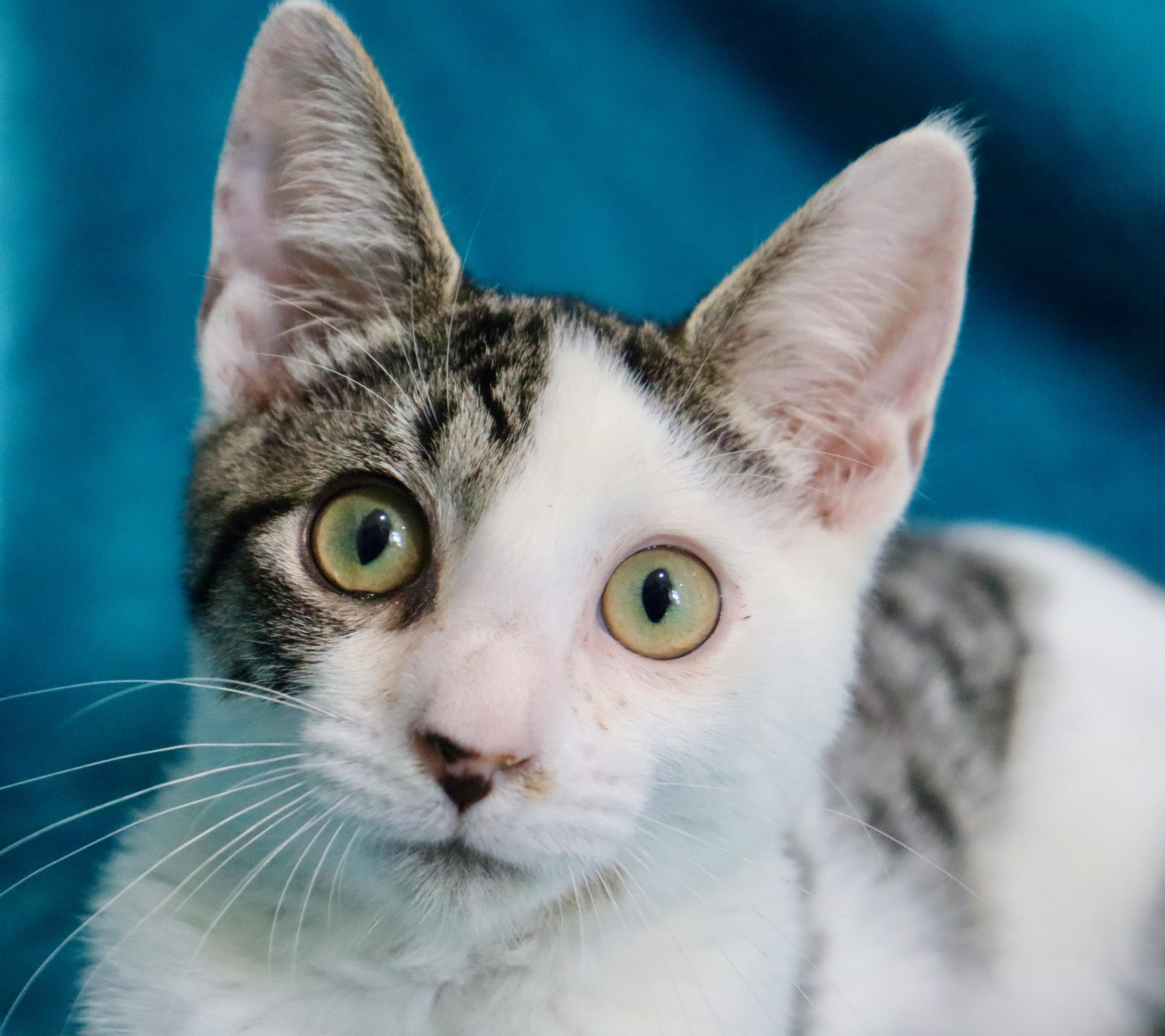 Enlarge Grizzly, a Adoptable mixed breed in Saint Augustine, FL image 5/6