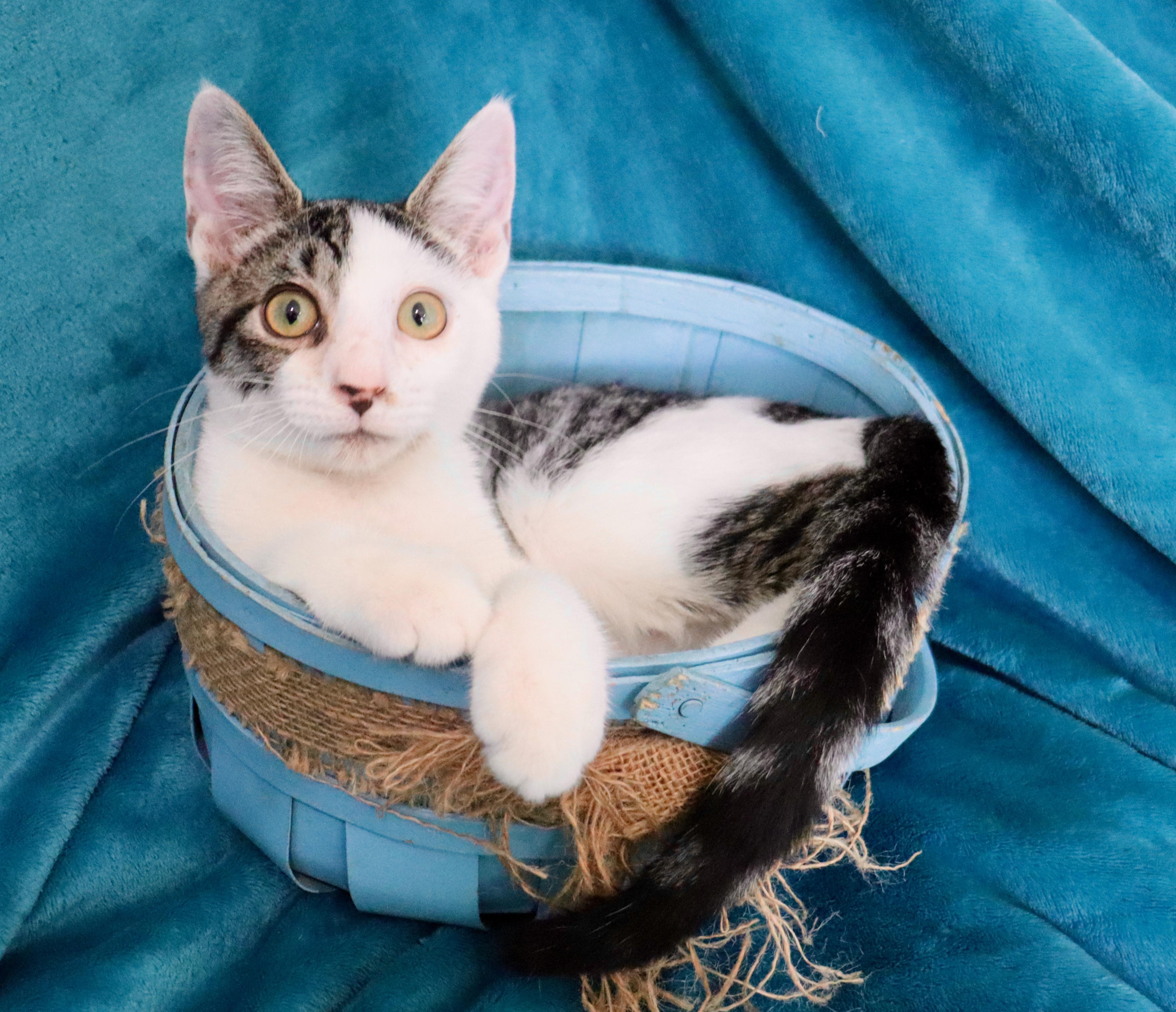 Enlarge Grizzly, a Adoptable mixed breed in Saint Augustine, FL image 2/6