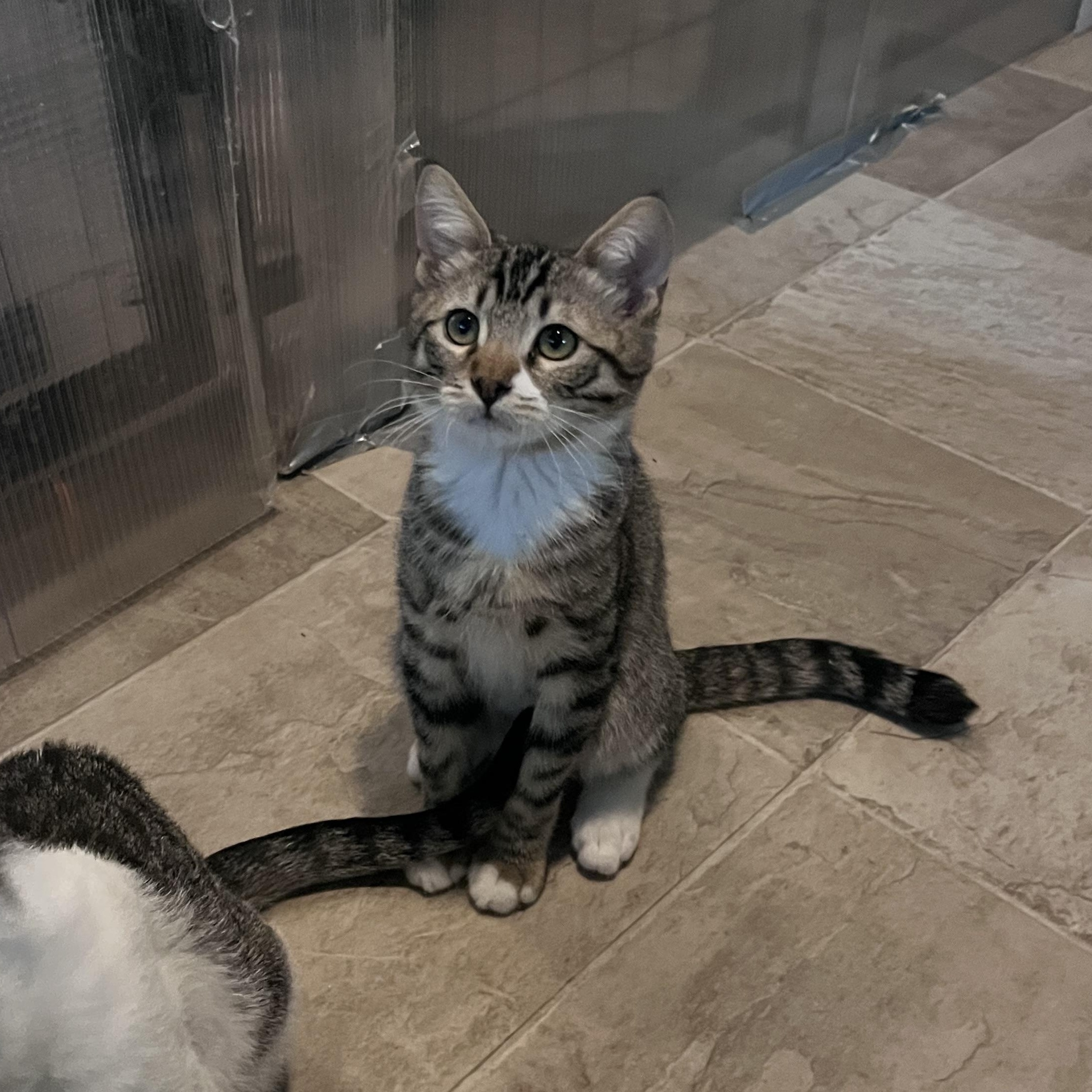 Enlarge Muffin, a Adoptable Domestic Short Hair in Eugene, OR image 1/4