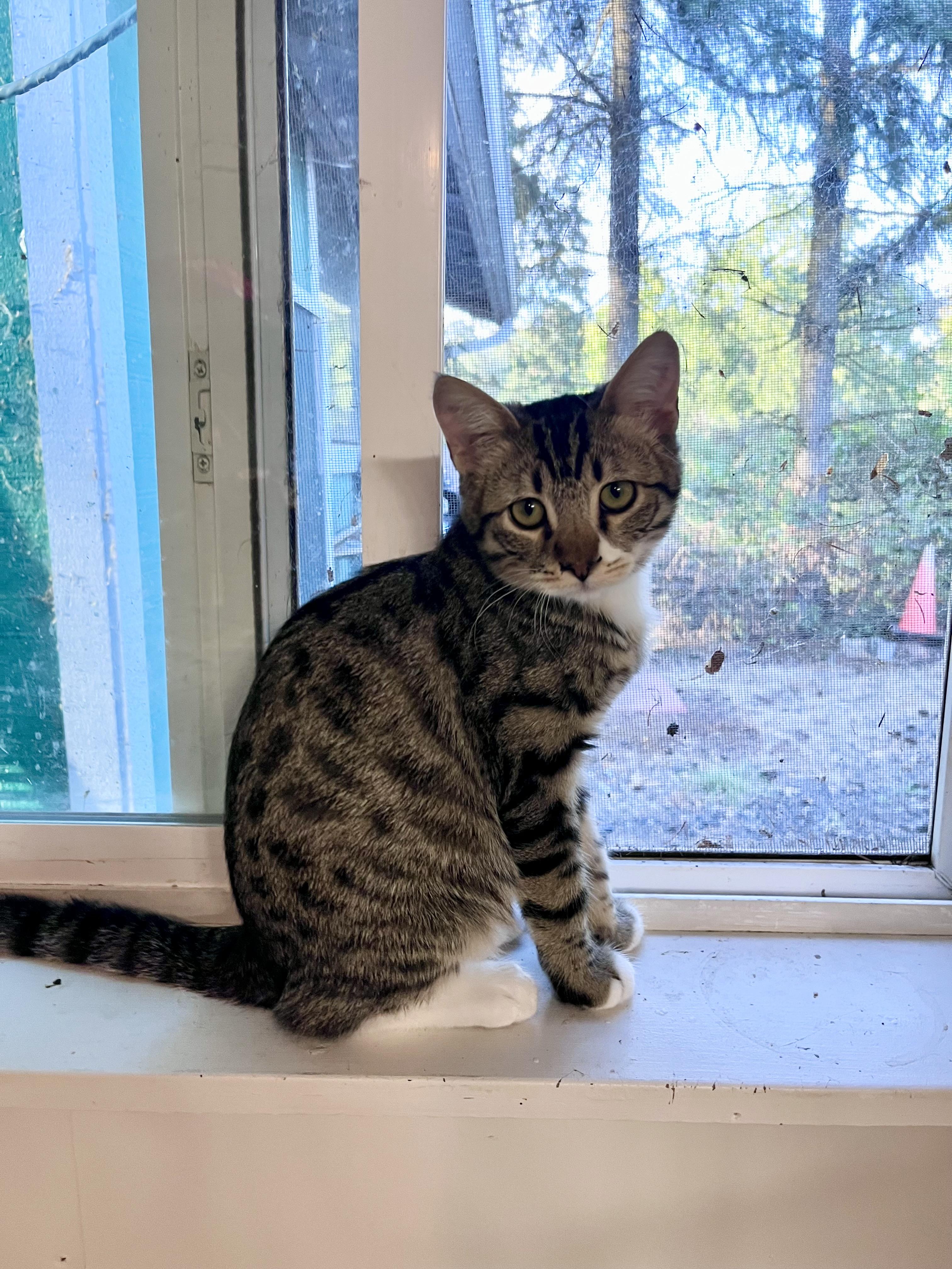 Enlarge Muffin, a Adoptable Domestic Short Hair in Eugene, OR image 2/4