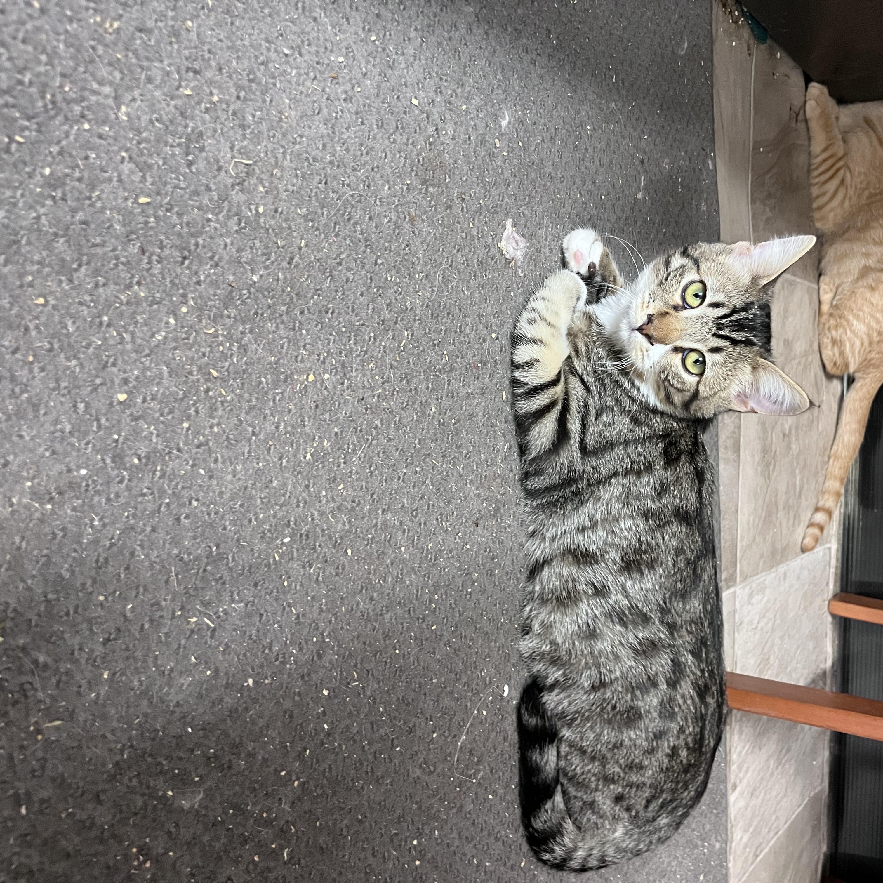 Enlarge Muffin, a Adoptable Domestic Short Hair in Eugene, OR image 3/4