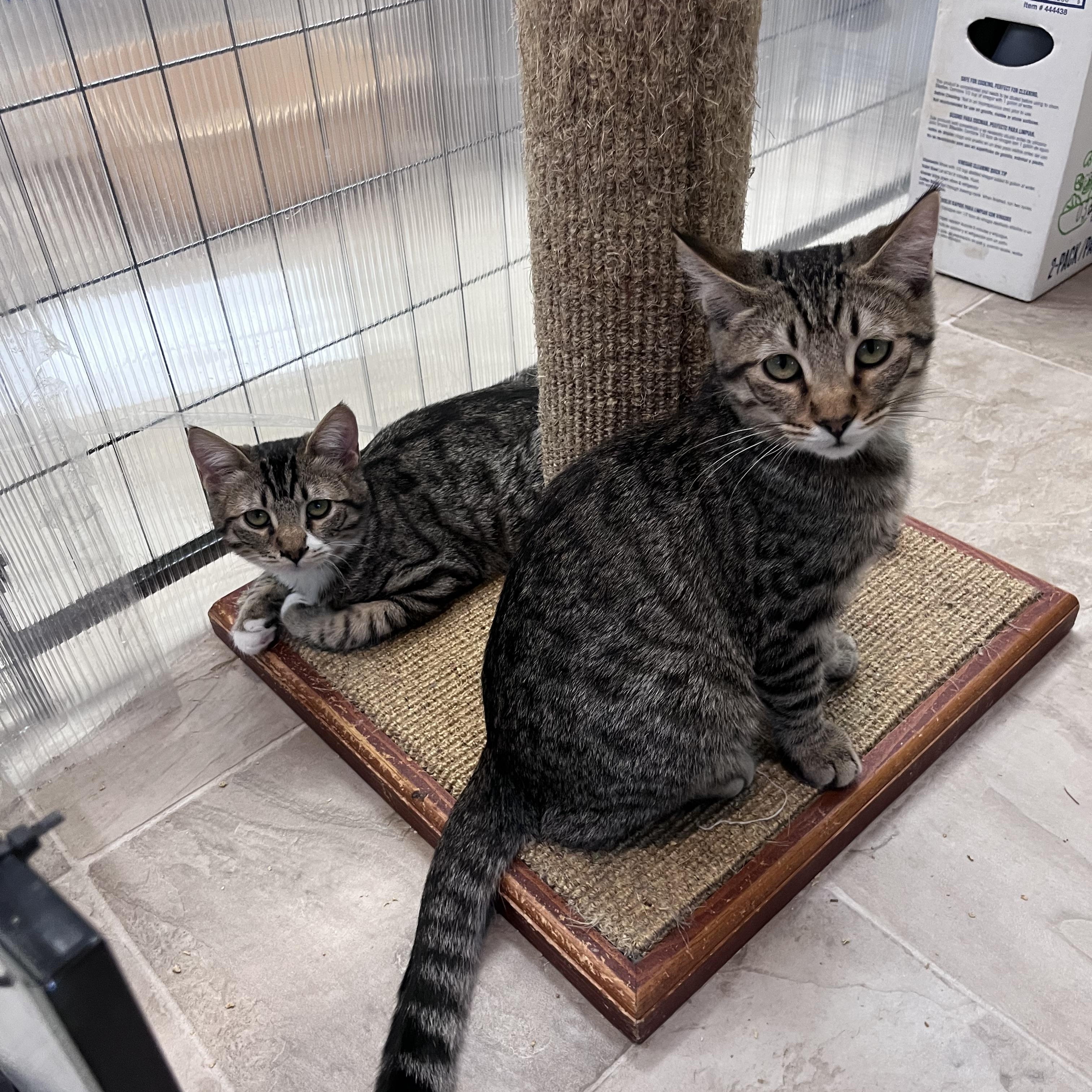 Enlarge Muffin, a Adoptable Domestic Short Hair in Eugene, OR image 4/4