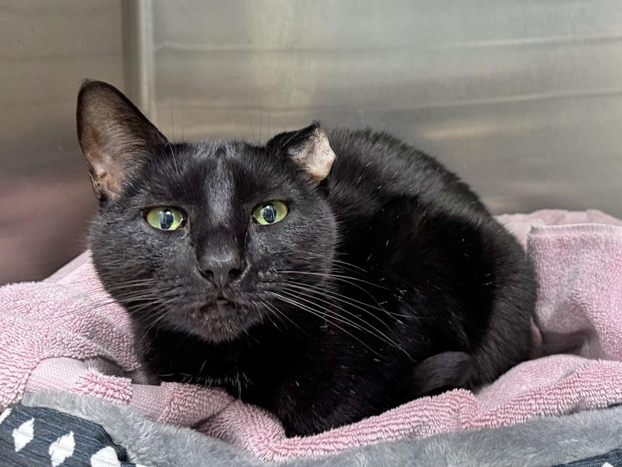 Enlarge Sails, an adoptable Domestic Short Hair in E Falmouth, MA image 2/4