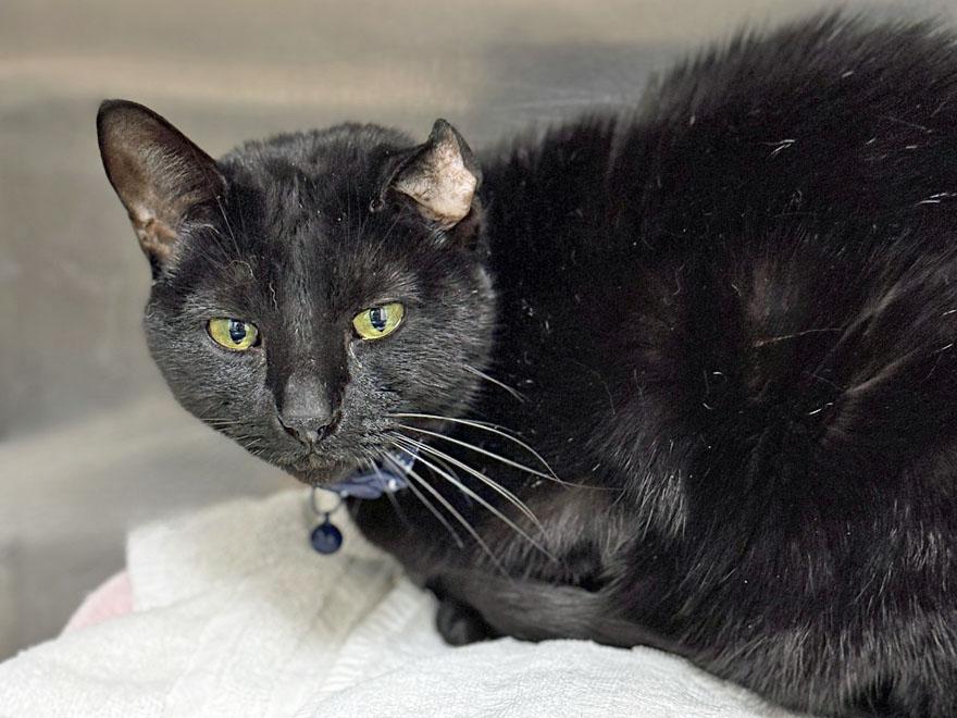 Enlarge Sails, an adoptable Domestic Short Hair in E Falmouth, MA image 3/4