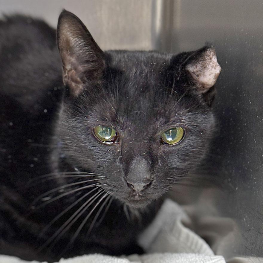 Sails, adoptable, Adult Female Domestic Short Hair.