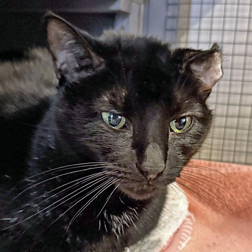 Enlarge Sails, an adoptable Domestic Short Hair in E Falmouth, MA image 4/4