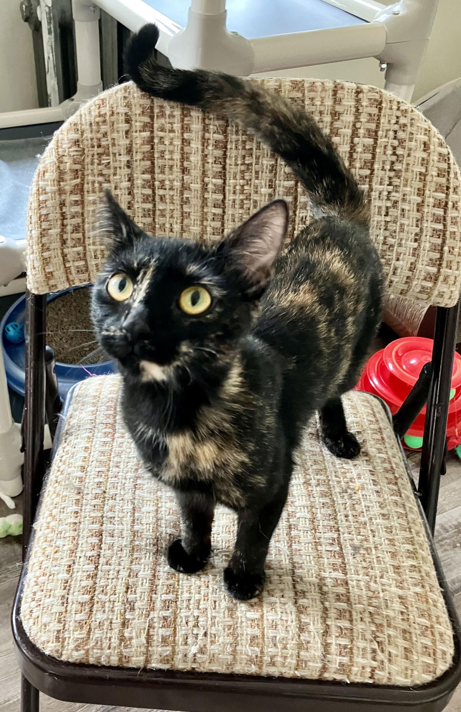 Enlarge Luna, a Adopted Domestic Short Hair in Pittsburgh, PA image 1/3