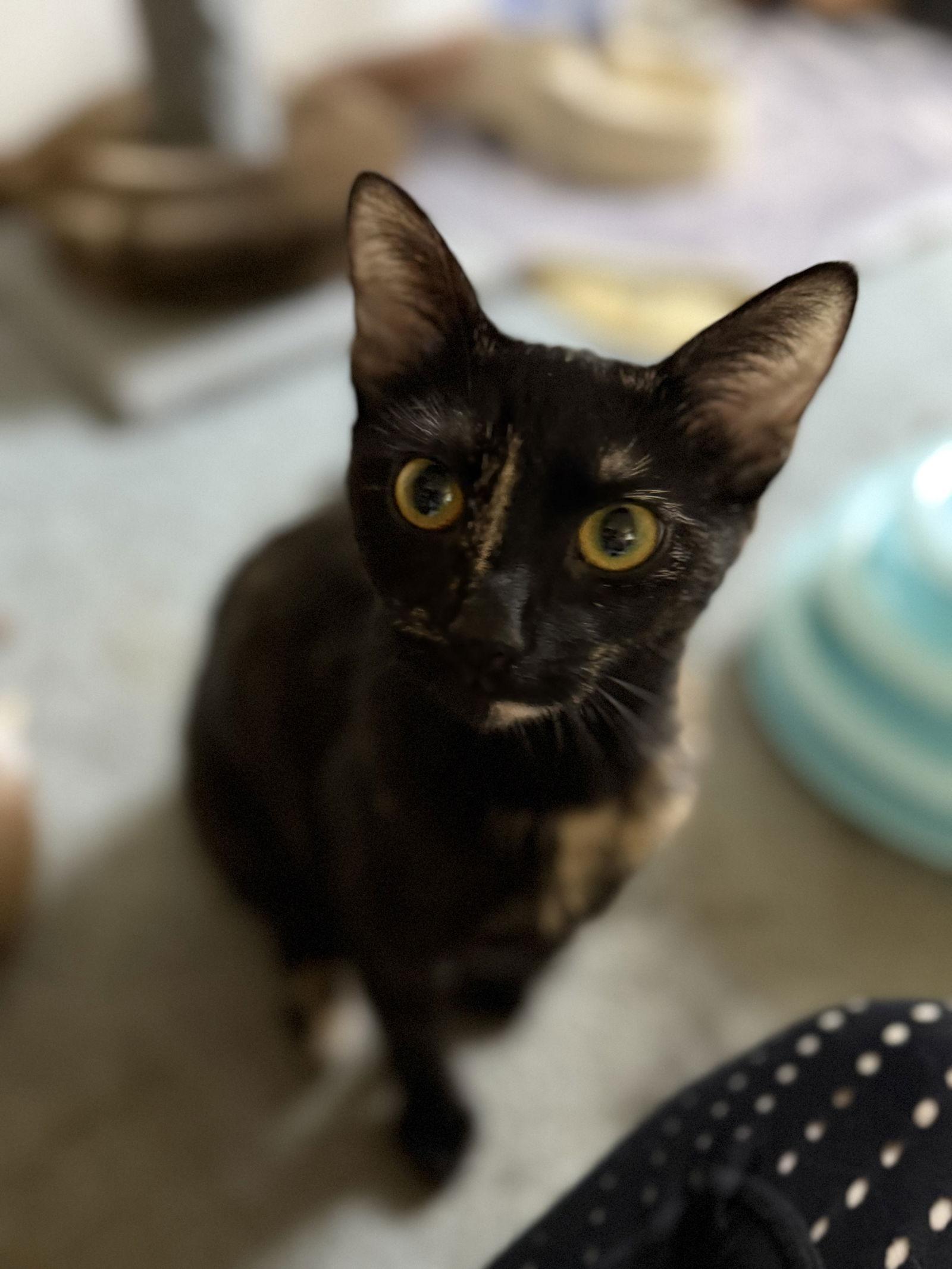 Enlarge Luna, a Adopted Domestic Short Hair in Pittsburgh, PA image 2/3